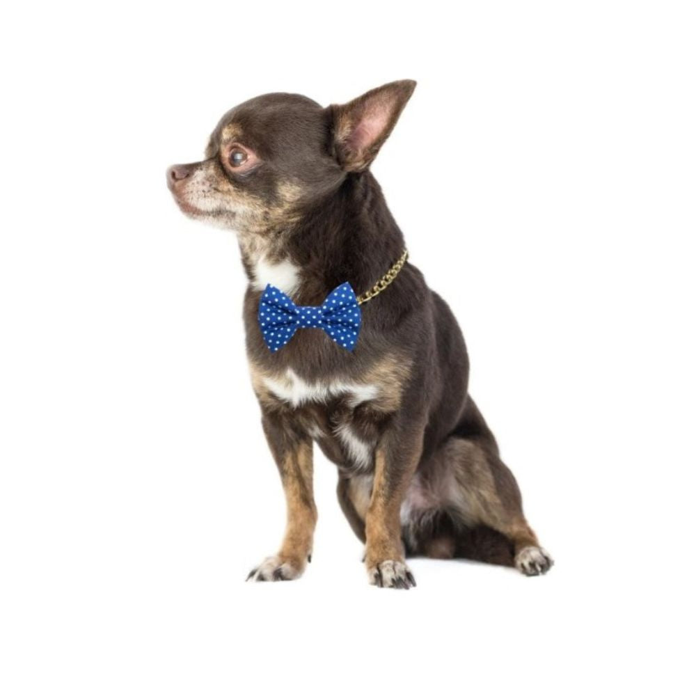 Modrý motýlek s puntíky pro psa