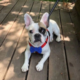 Modrý motýlek s puntíky pro psa