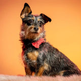 Červený psí motýlek s puntíky