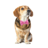 Růžová mašlička s puntíky pro feny