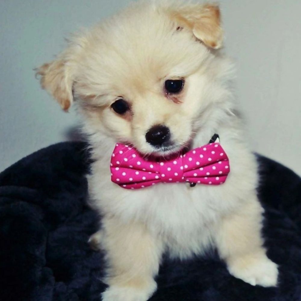 Růžová mašlička s puntíky pro feny