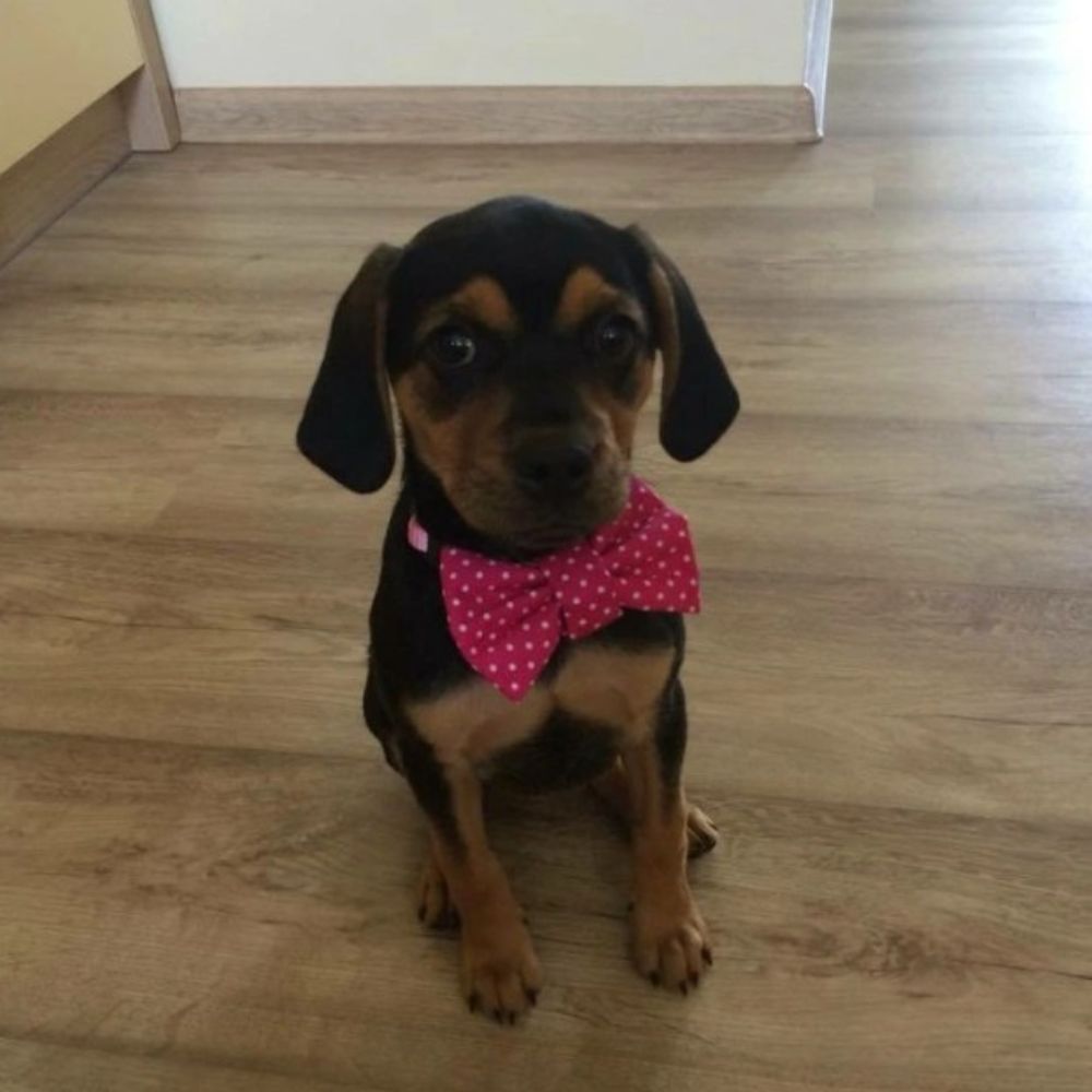 Růžová mašlička s puntíky pro feny